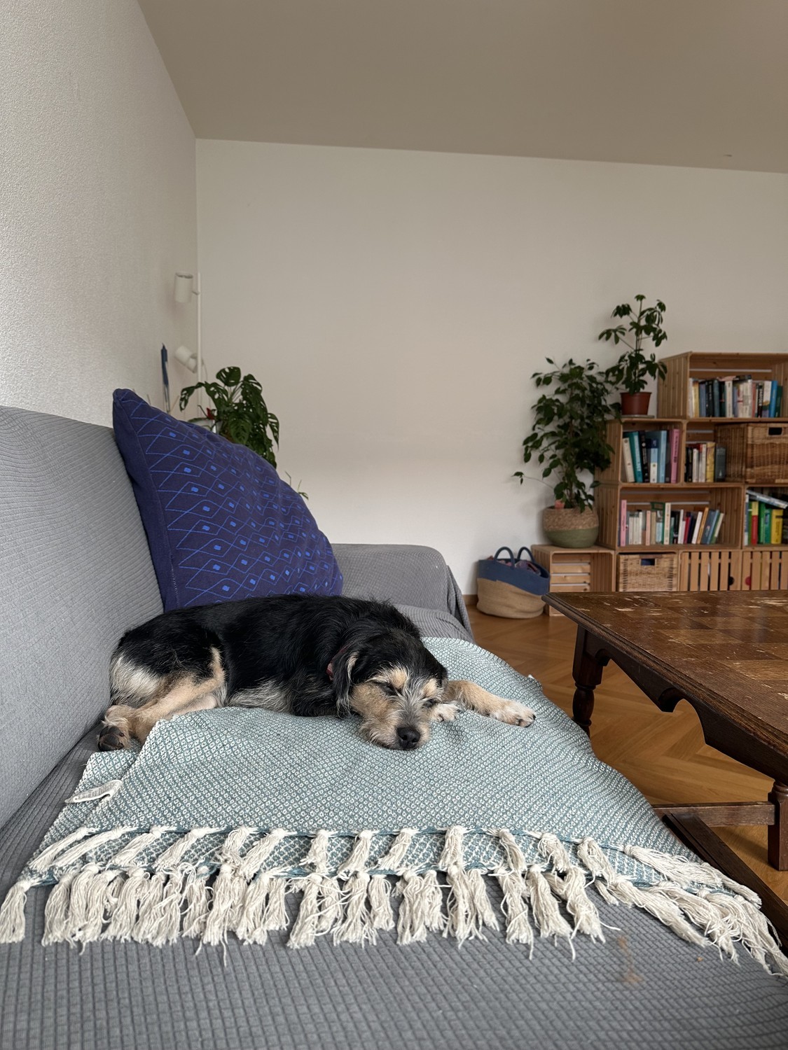 Chambre dans un appartement partagé
