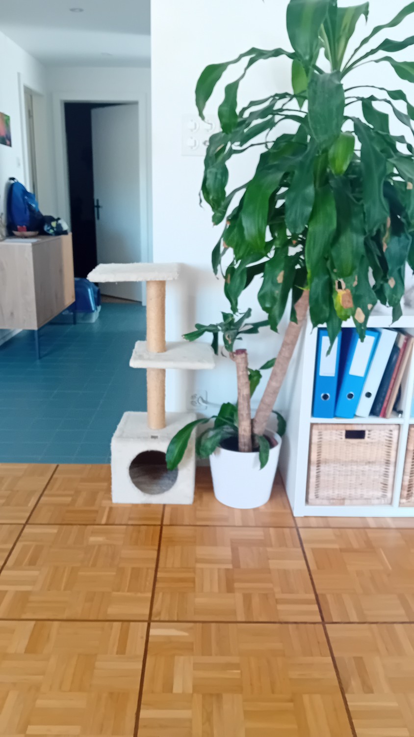 Room in a shared flat