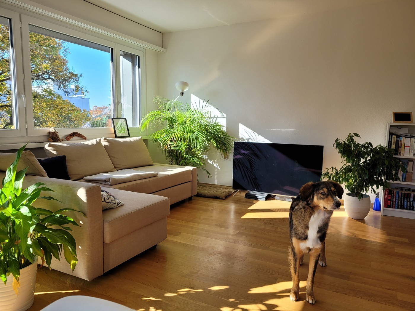 Zimmer in einer WG, Foto 3 von 7