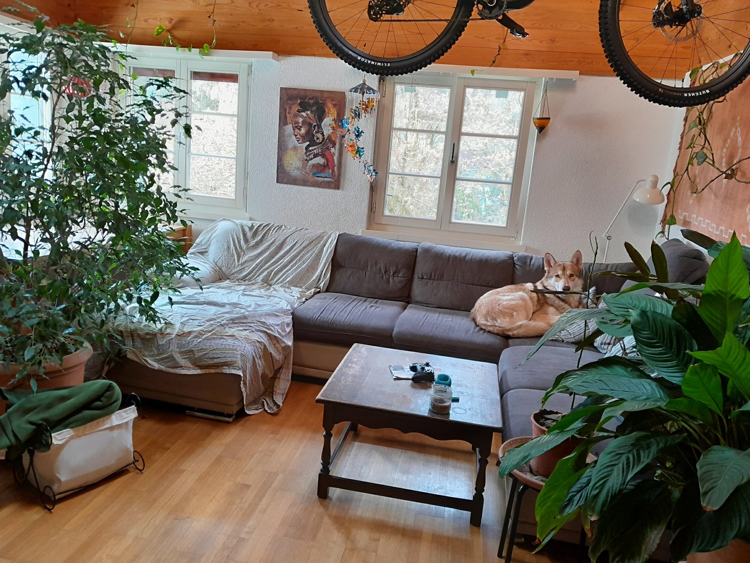 Room in a shared flat
