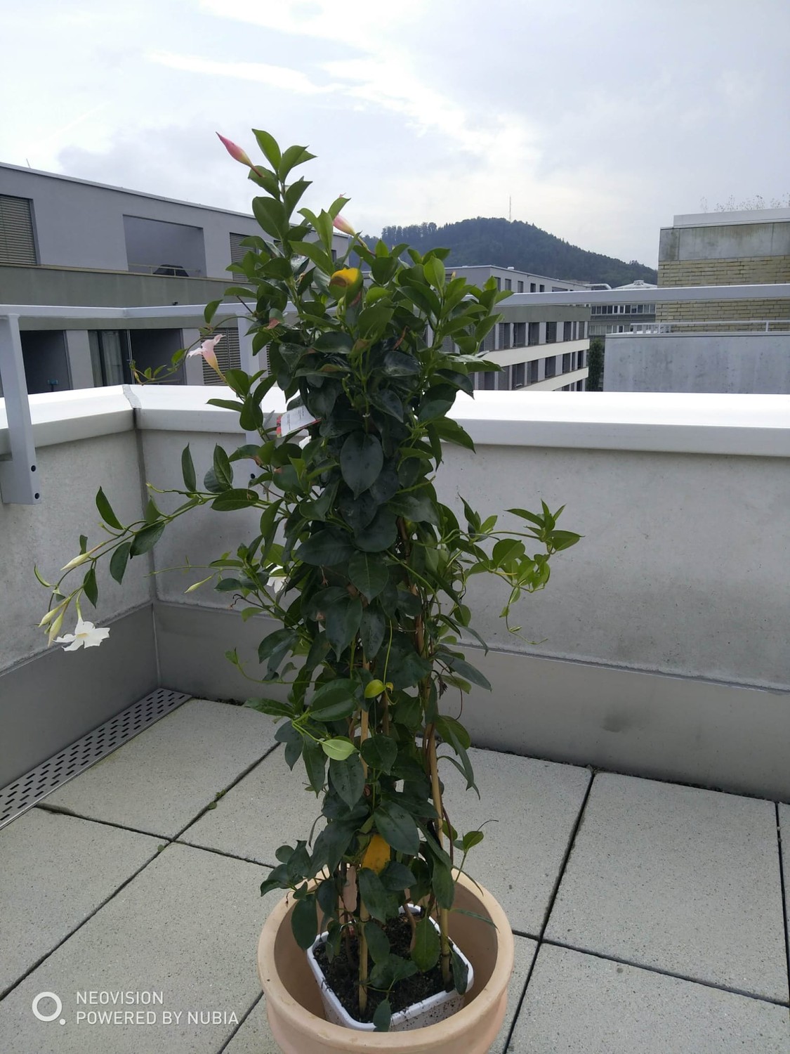 Appartamento di 3 ½ locali