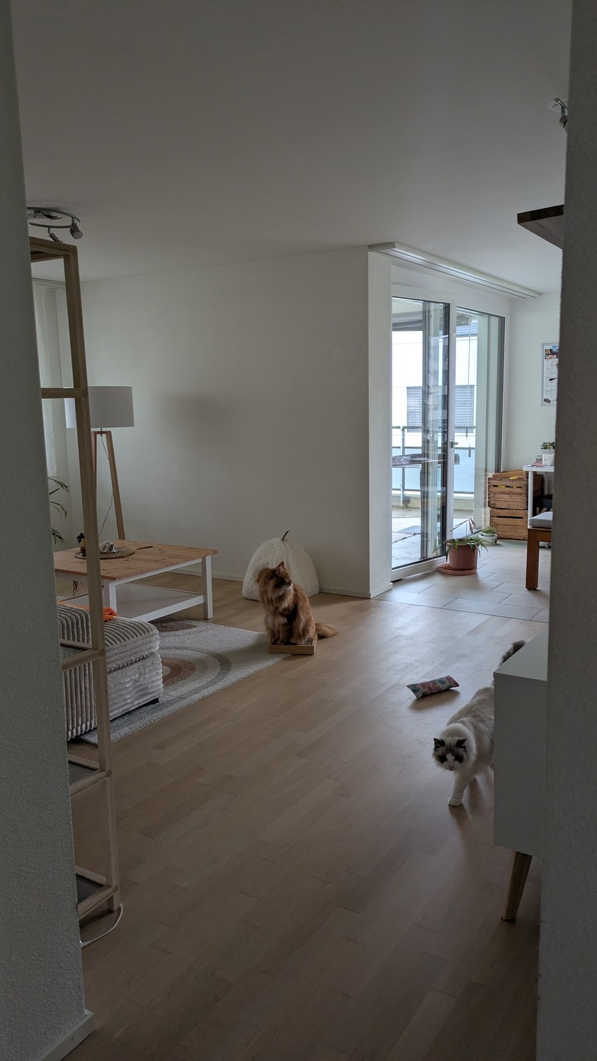 Room in a shared flat