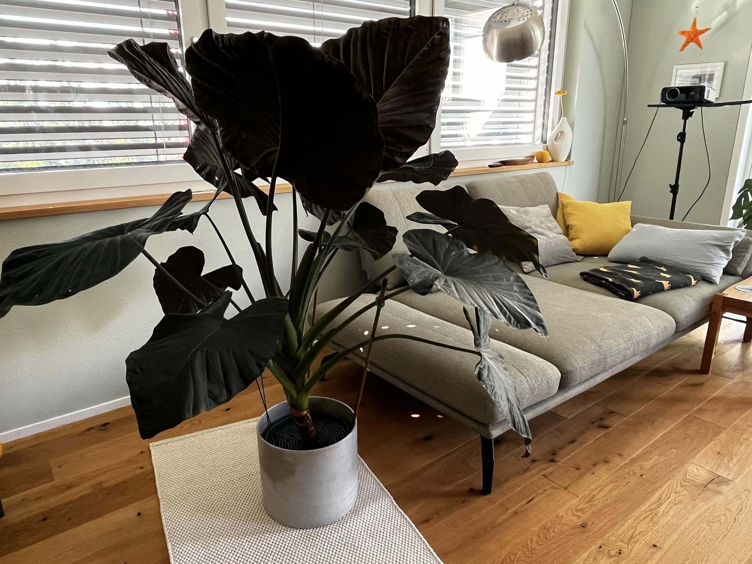 4 ½ rooms furnished flat